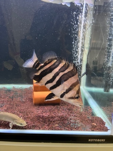 ダトニオプラスワン ハイボディ20cm±