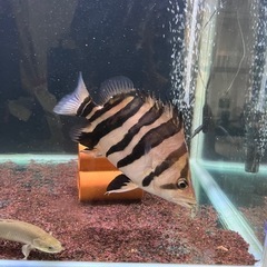 ダトニオプラスワン ハイイエロー20cm±の画像