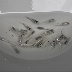 メダカ　ラメ系メダカミックス❗️１０匹からでお願いします🙇　めだかの画像