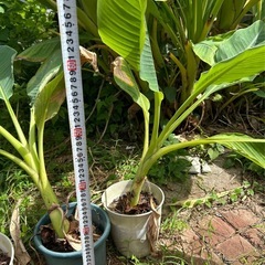 チユウキンレン　地湧金連　観葉植物の画像