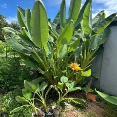 チユウキンレン　地湧金連　観葉植物の画像