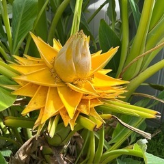チユウキンレン　地湧金連　観葉植物の画像