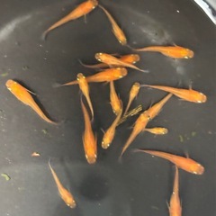 【メダカ】鶴崎楊貴妃　幼魚5匹の画像