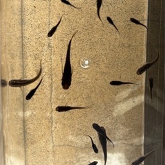 【メダカ】黄泉系アースアイ幼魚　5匹の画像