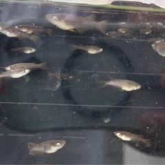 【メダカ】黄泉系アースアイ幼魚　5匹の画像