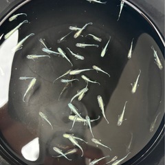 【メダカ】ラムネブルー　若魚5匹の画像