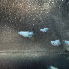 エンゼルの画像