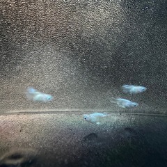 エンゼルの画像