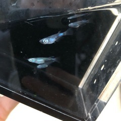 めだか　黒百式　♀×4 ♂×2 の画像