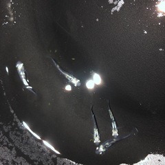 めだか　黒百式　♀×4 ♂×2 の画像