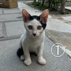 旅館で保護している五匹の猫の里親を探しています。