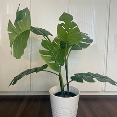 フェイクグリーン　IKEAの画像