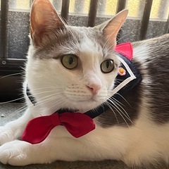 上から猫トイレ PUNT-530 ホワイト　アイリスオーヤマの画像
