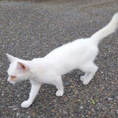 白い赤ちゃん猫(オス)2～3ヶ月、ブルーグレーの瞳 - 加須市
