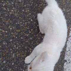 白い赤ちゃん猫(オス)2～3ヶ月、ブルーグレーの瞳 - 猫
