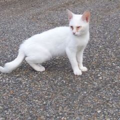 白い赤ちゃん猫(オス)2～3ヶ月、ブルーグレーの瞳 − 埼玉県