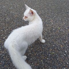 白い赤ちゃん猫(オス)2～3ヶ月、ブルーグレーの瞳 - 里親募集
