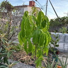 ホワイトサポテ実生苗の画像