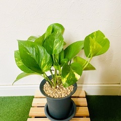 ポトス　ゴールデン　観葉植物　鉢植え　そのまま飾れる　無機質の土の画像