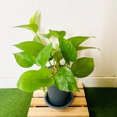 ポトス　ゴールデン　観葉植物　鉢植え　そのまま飾れる　無機質の土の画像