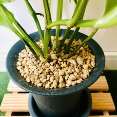 ポトス　ゴールデン　観葉植物　鉢植え　そのまま飾れる　無機質の土の画像