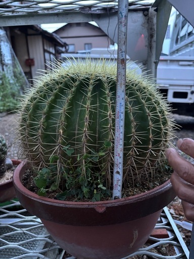 サボテン・キンシャチ　(金鯱 )