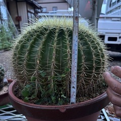 サボテン・キンシャチ　(金鯱 )の画像
