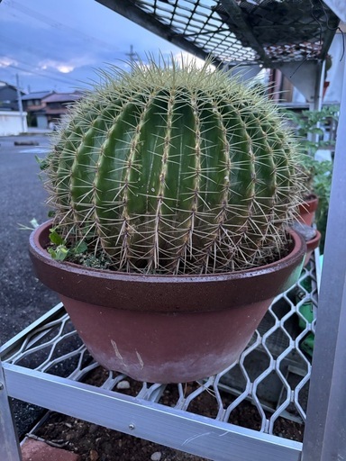 サボテン・キンシャチ　(金鯱 )