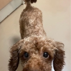 寂しがり屋な女の子　人が大好き　お留守番少ない方希望 - 犬
