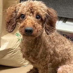 寂しがり屋な女の子　人が大好き　お留守番少ない方希望 - 安曇野市