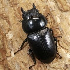 オオクワガタ♂72mm♀47mm生体ペアの画像