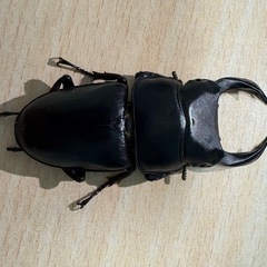 オオクワガタ♂72mm♀47mm生体ペアの画像
