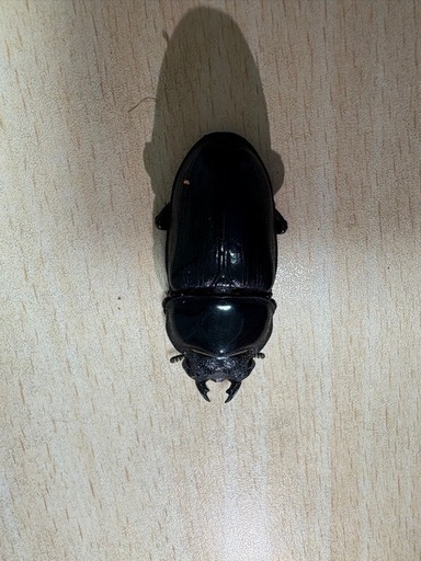 オオクワガタ♂72mm♀47mm生体ペア