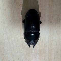 オオクワガタ♂72mm♀47mm生体ペアの画像