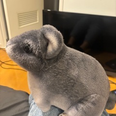 チンチラのぬいぐるみの画像