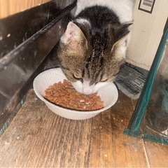 【地域猫、保護猫にご支援をお願いします。】