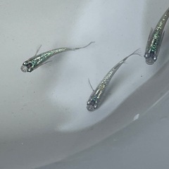 サファイアメダカ若魚5匹の画像