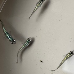 サファイアメダカ若魚5匹の画像