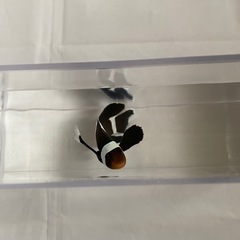 ロングフィン　ブラックオセラリスの画像