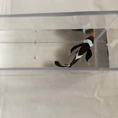 ロングフィン　ブラックオセラリスの画像