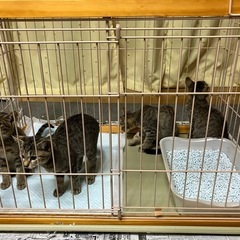 保護猫　キジ子猫