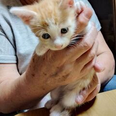 里親様募集致します。