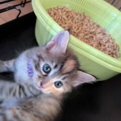 里親様募集致します。