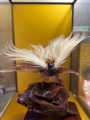 (値下げ)　極楽鳥の剥製(ガラスケース入り) 超希少　貴重品