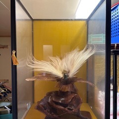 極楽鳥の剥製(ガラスケース入り) 超希少 貴重品
