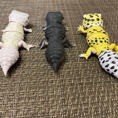 レオパ　レオパードゲッコー　フィギュアの画像