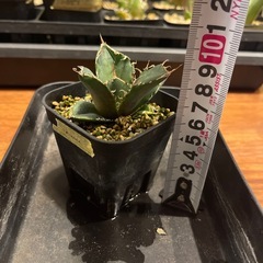 アガベ　白鯨　子株の画像