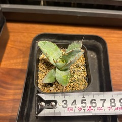 アガベ　チタノタ　BB 子株の画像