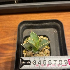 アガベ　チタノタ　赤猫　子株　取引中の画像