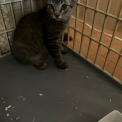 キジトラ男の子①里親さん決定！